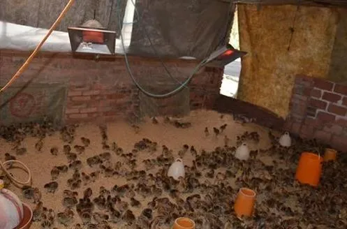 Gas Brooder Heaters for 2000 Brooding Chicks